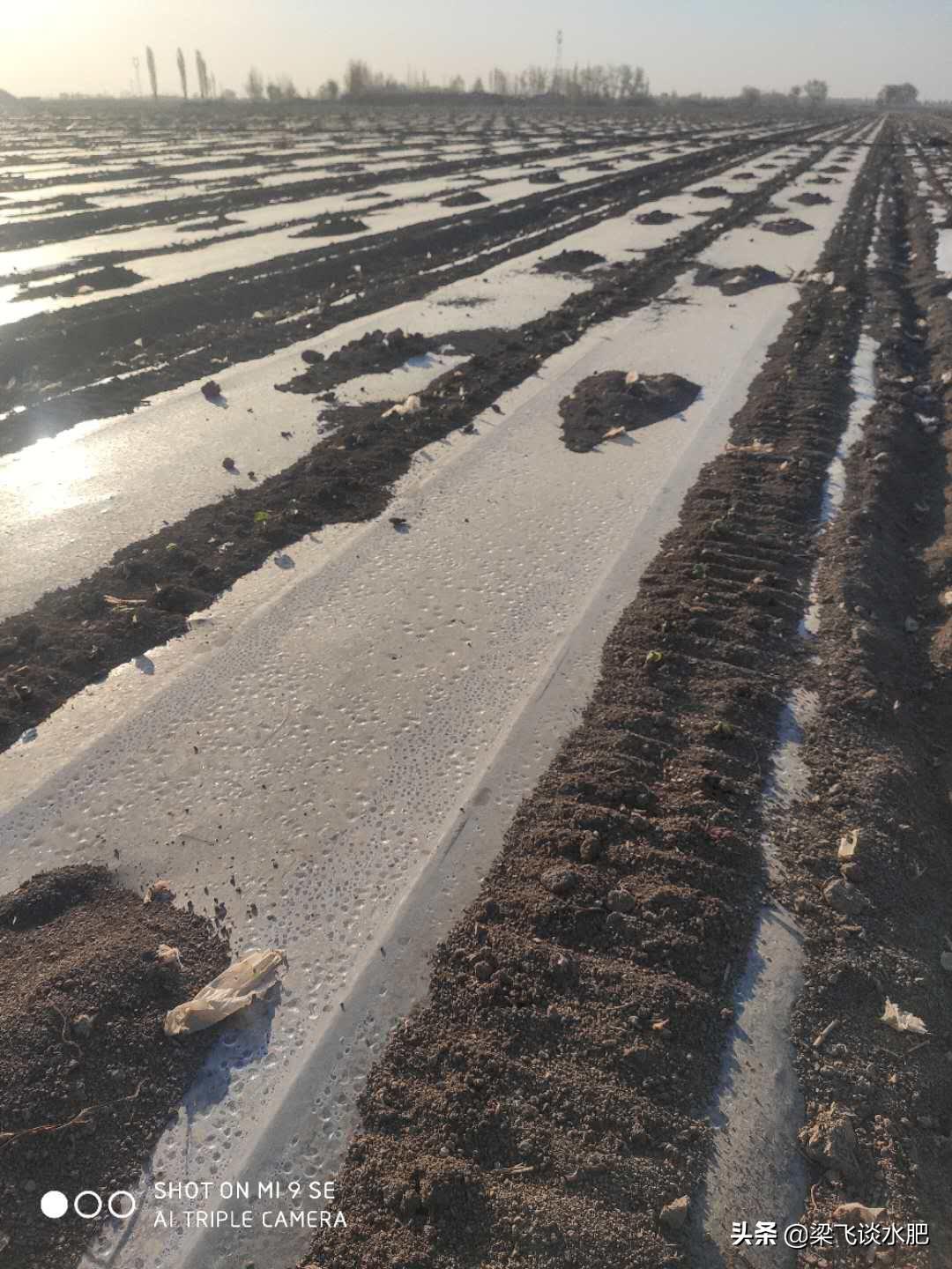 干播湿出的要求,干播湿出后要中耕几次