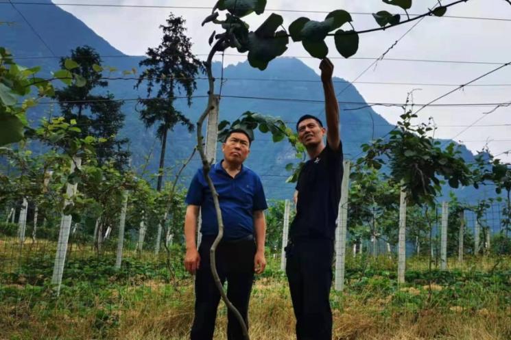 五峰：【乡村振兴】“猕”生情缘，家门口的致富经！