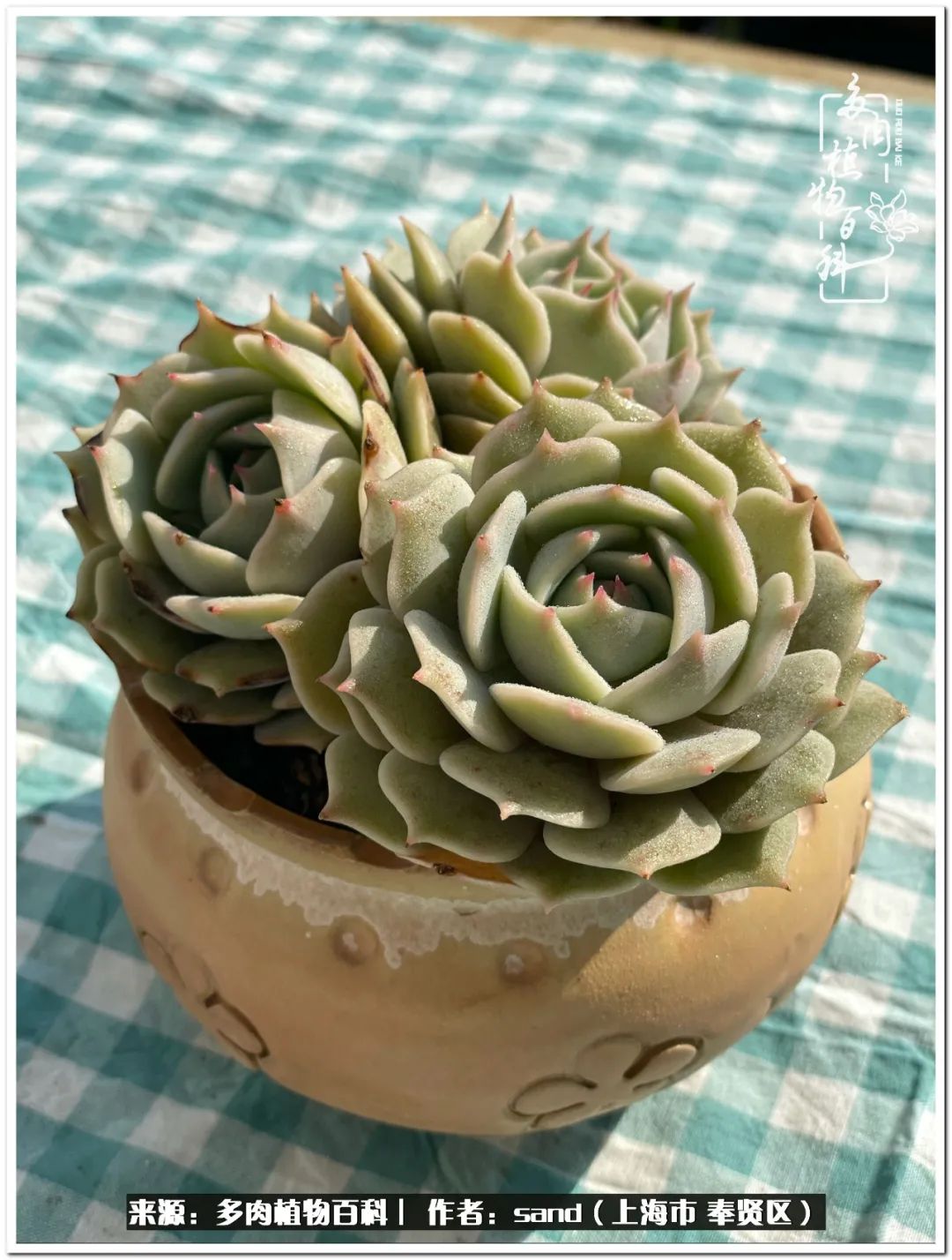 养点花草给生活添点乐趣,养点花花草草心情自然会好