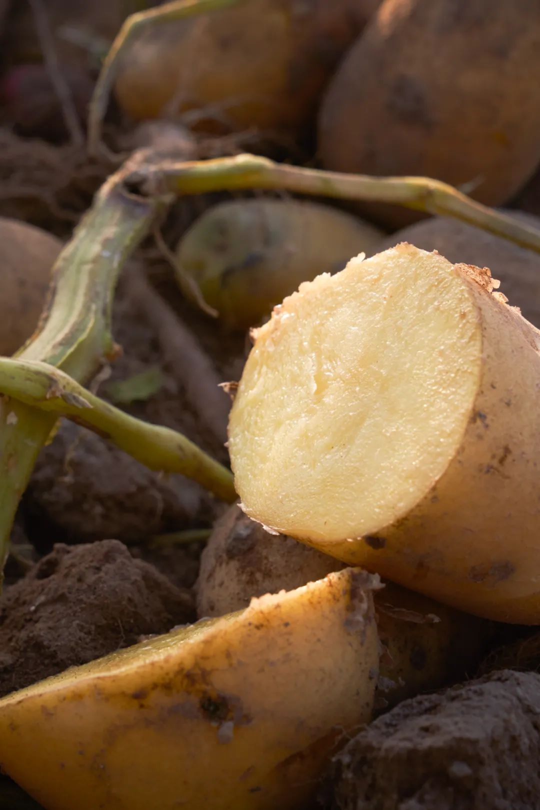 中国薯都为什么是乌兰察布,乌兰察布中国薯都的位置