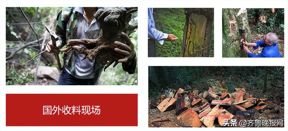 越南买沉香可以带回国吗,越南买的沉香是真的吗