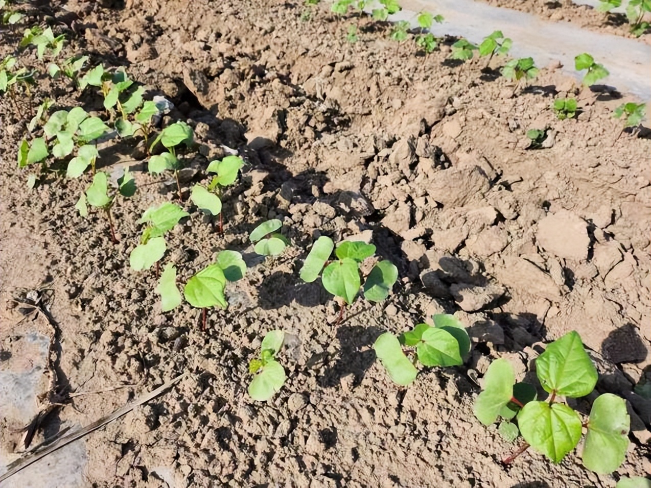 【调研】新年度*疆新**棉花种植情况如何？
