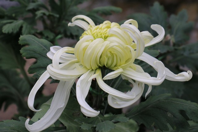 大姨妈量少怎么办,大姨妈来了怎么缓解疼痛