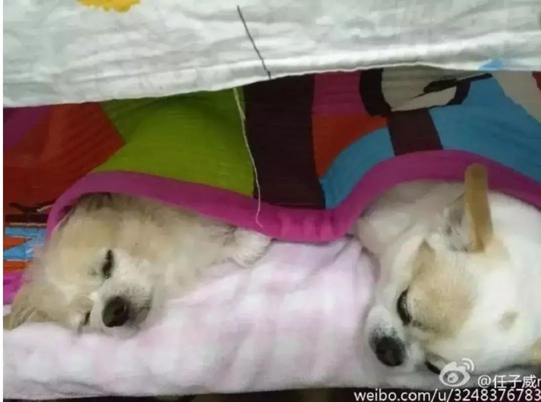 玫斯科普丨冬奥憾失第三金却是爱狗天花板?教你预防“骨科病”