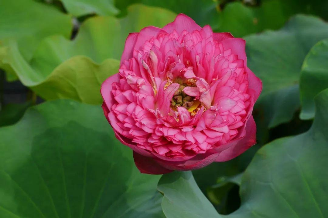 最珍稀的荷花图片,最美的名贵荷花品种排名