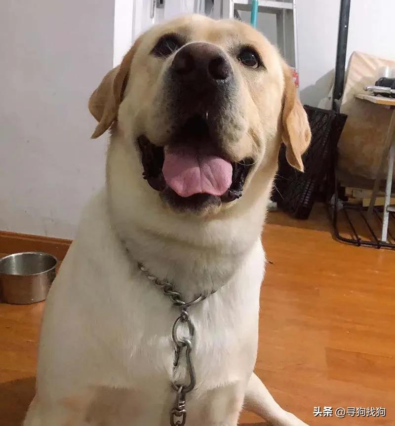 无锡市哪里有卖拉布拉多犬的,无锡新吴区寻找泰迪犬