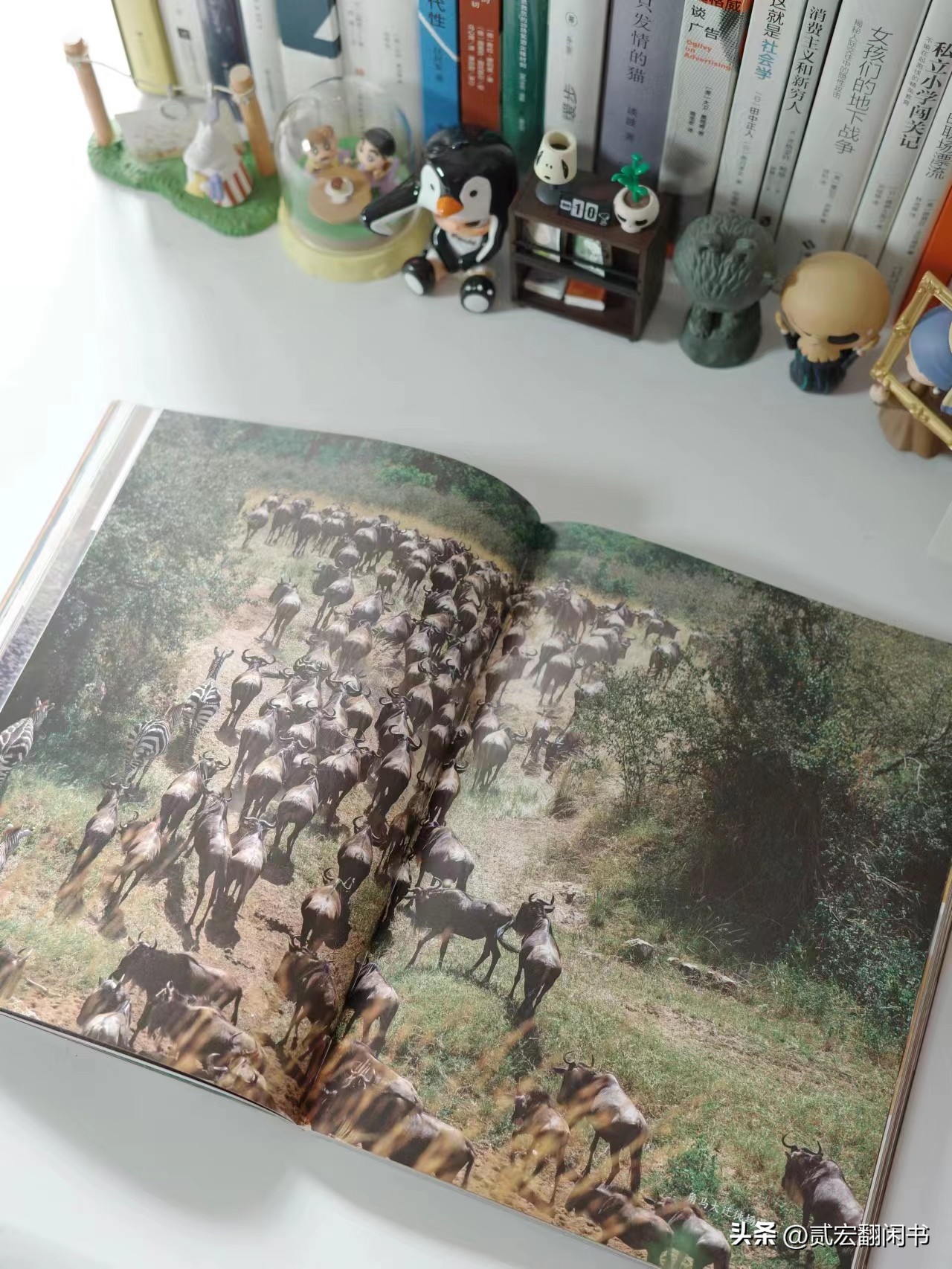 好想去非洲看动物大迁徙呀!先靠这书解馋吧