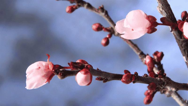 诗歌摘抄如梦令,古诗如梦令春景