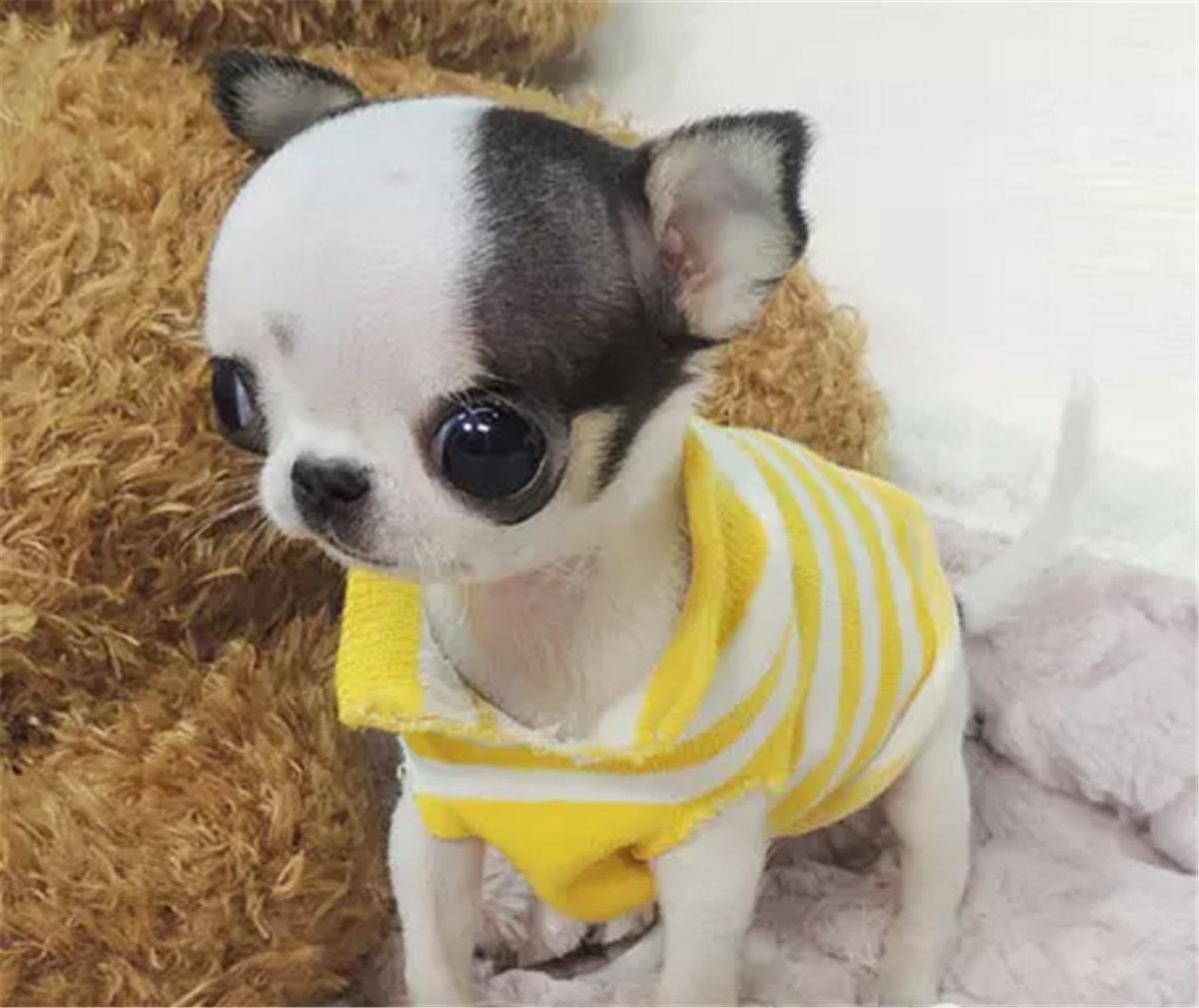 吉娃娃值多少钱一只,吉娃娃价值多少钱