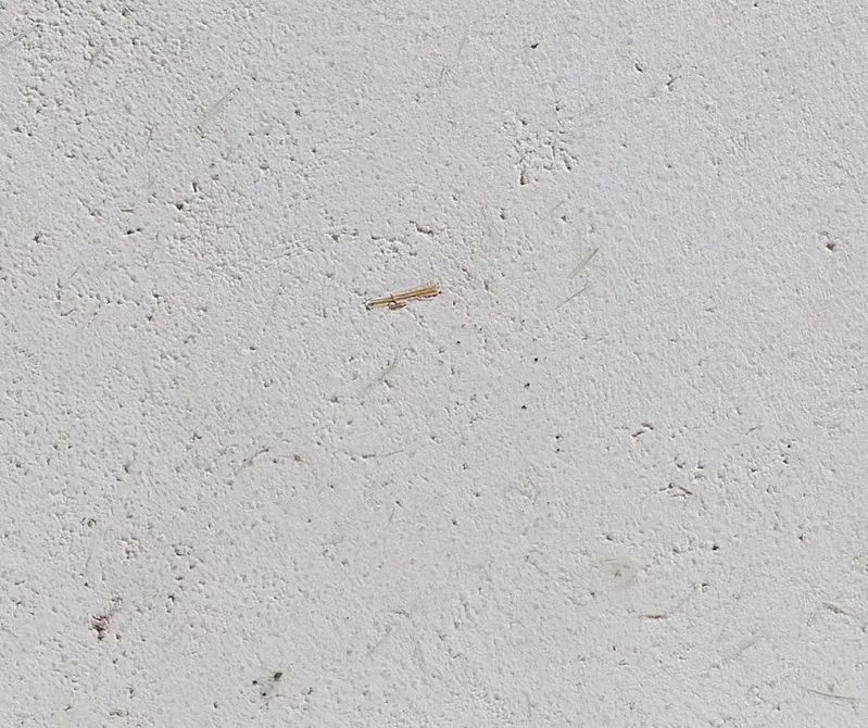 稻草泥漆和乳胶漆哪个划算,乳胶漆跟稻草漆施工工艺一样吗