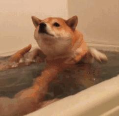 狗狗“怀孕”啦，快这样照顾它