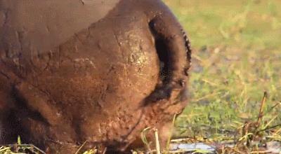 河马粪便致上万条鱼死亡,河马被粪便憋死