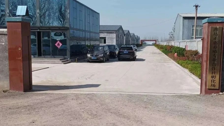 肉鸭养殖乡村振兴,肉鸭养殖与乡村振兴