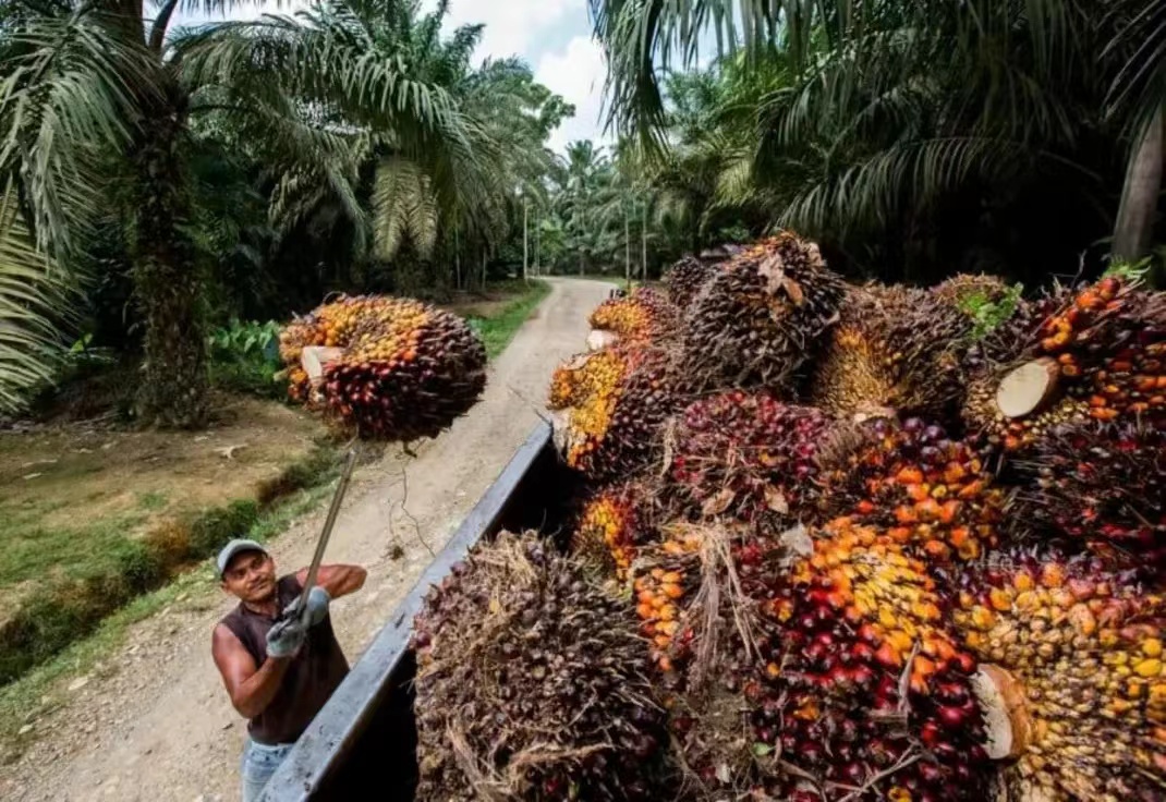 这种果子不常见，但用它做成的食用油，却是厨房用油中的“大佬”