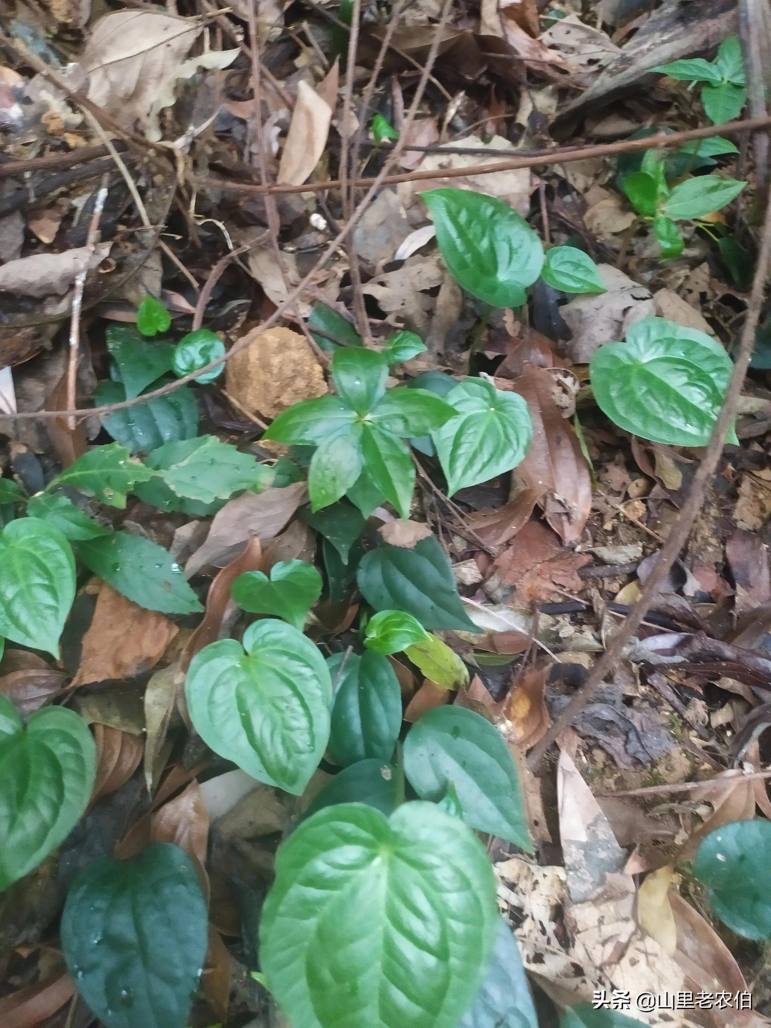 七叶一枝花齐名的草药有哪些,什么中草药可代替七叶一枝花