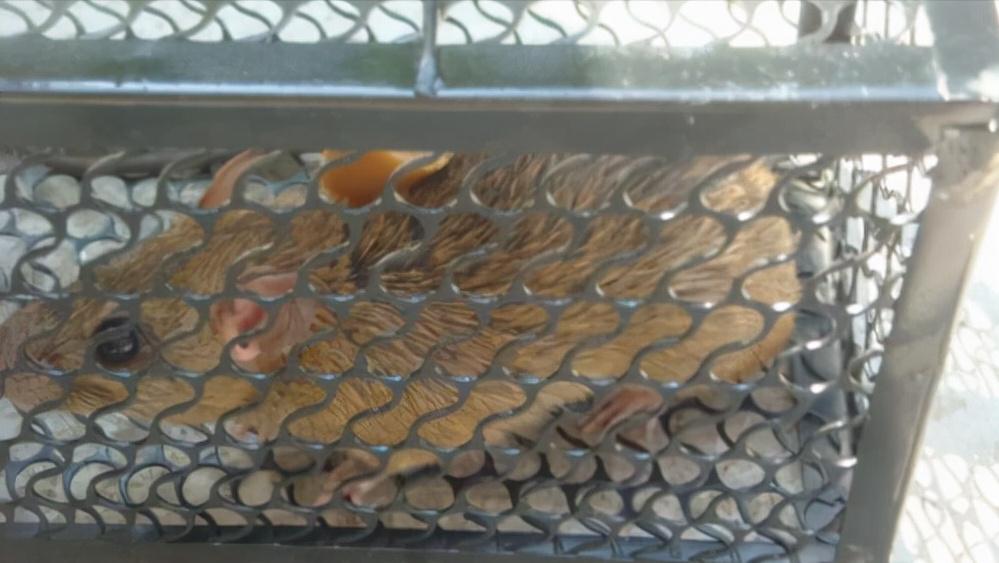 鼠王被抓叫来老鼠报复咬人,老鼠爬到床上为什么还会咬人