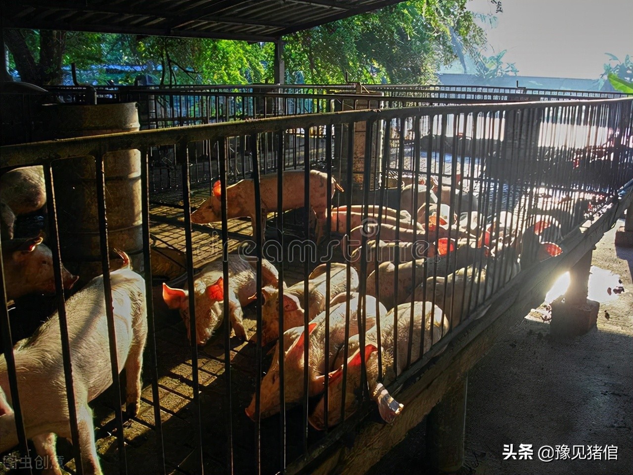 养猪技术猪圆环病,猪痢疾的发病原因及预防措施