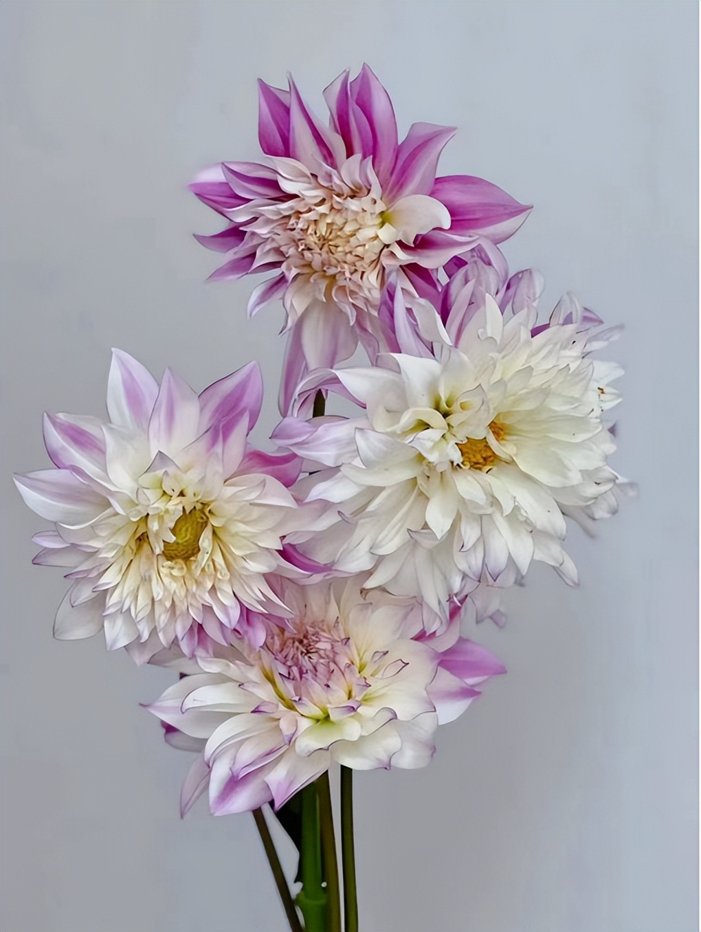 花色多，花形美——切花新贵大丽花，这些品种你都认识吗？