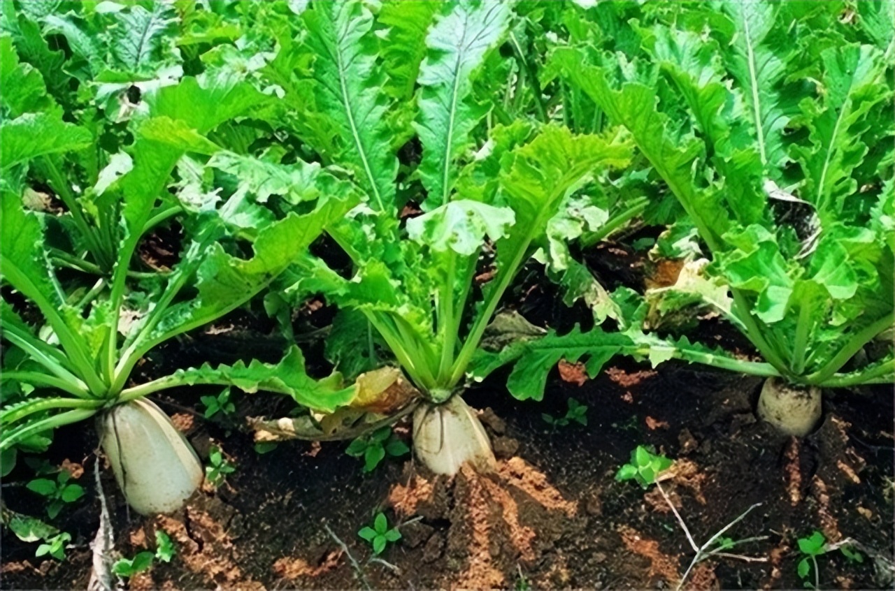 “穷死不耕丈人田，饿死不进萝卜园”是什么意思？