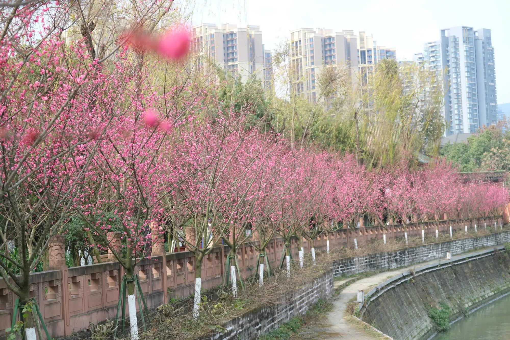 鎴愰兘鏈涙睙鍏洯鍦板潃,鎴愰兘鏈涙睙鍏洯鎾炰笂娌冲牑闄姢浼ゅ憳