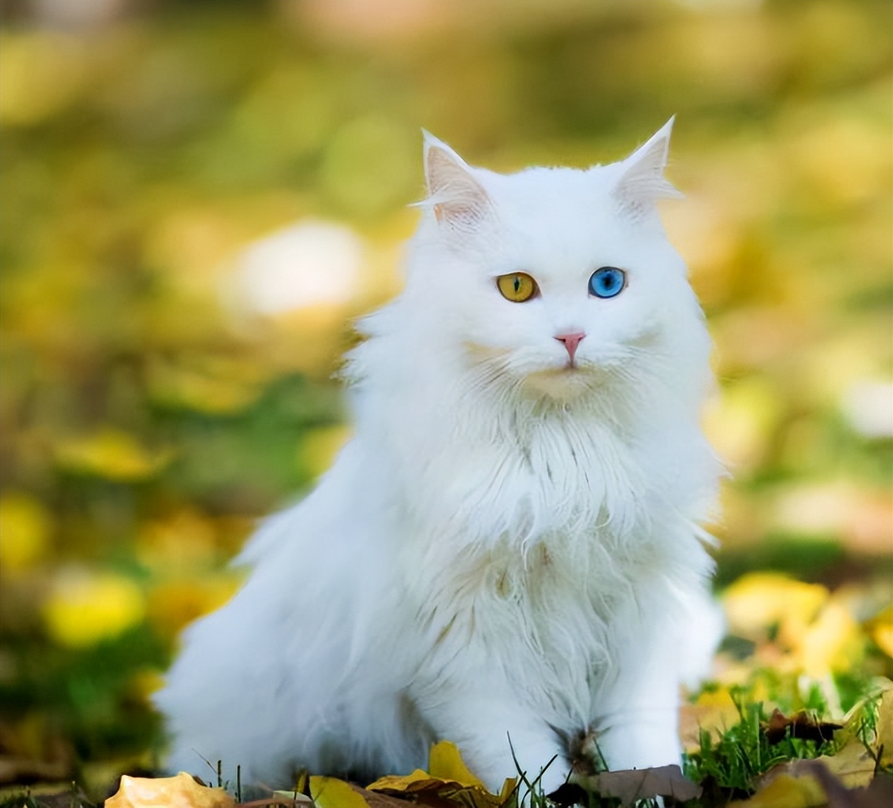 这5种猫便宜又好养,哪些猫又优雅又便宜又好养