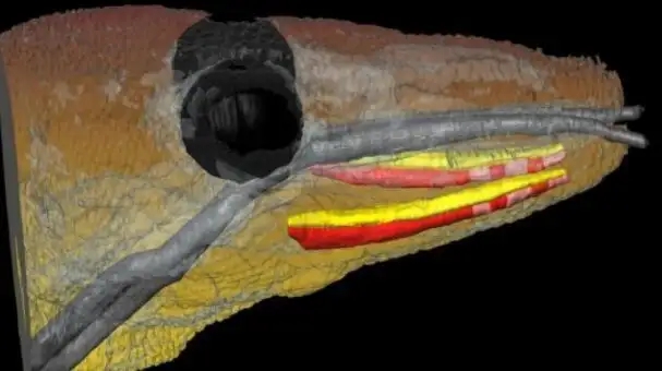 壁虎为什么有毒,为什么有的人会害怕壁虎