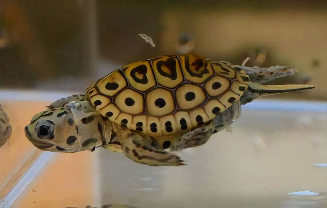 乌龟应激如何快速解决,乌龟应激最佳处理