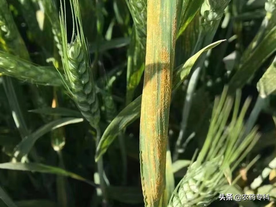 小麦锈病从发病到减产要多少时间,小麦已经得了锈病怎样治