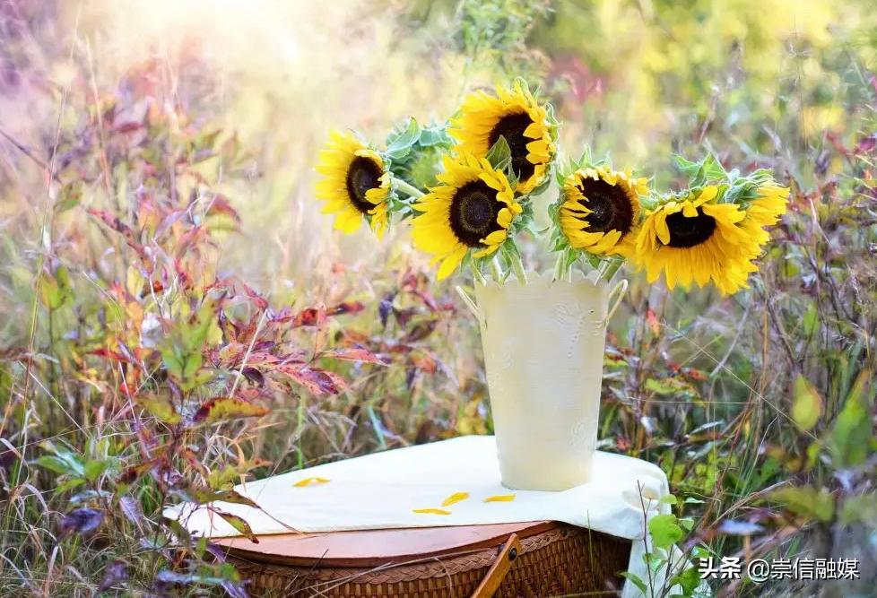 母亲节背后的历史,母亲节为什么要送洋甘菊康乃馨