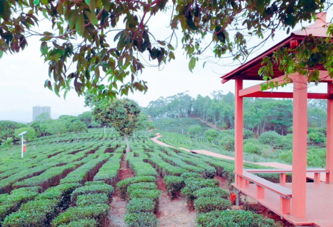 广东惠州旅游攻略3天自由行,惠州罗浮山2天一夜游