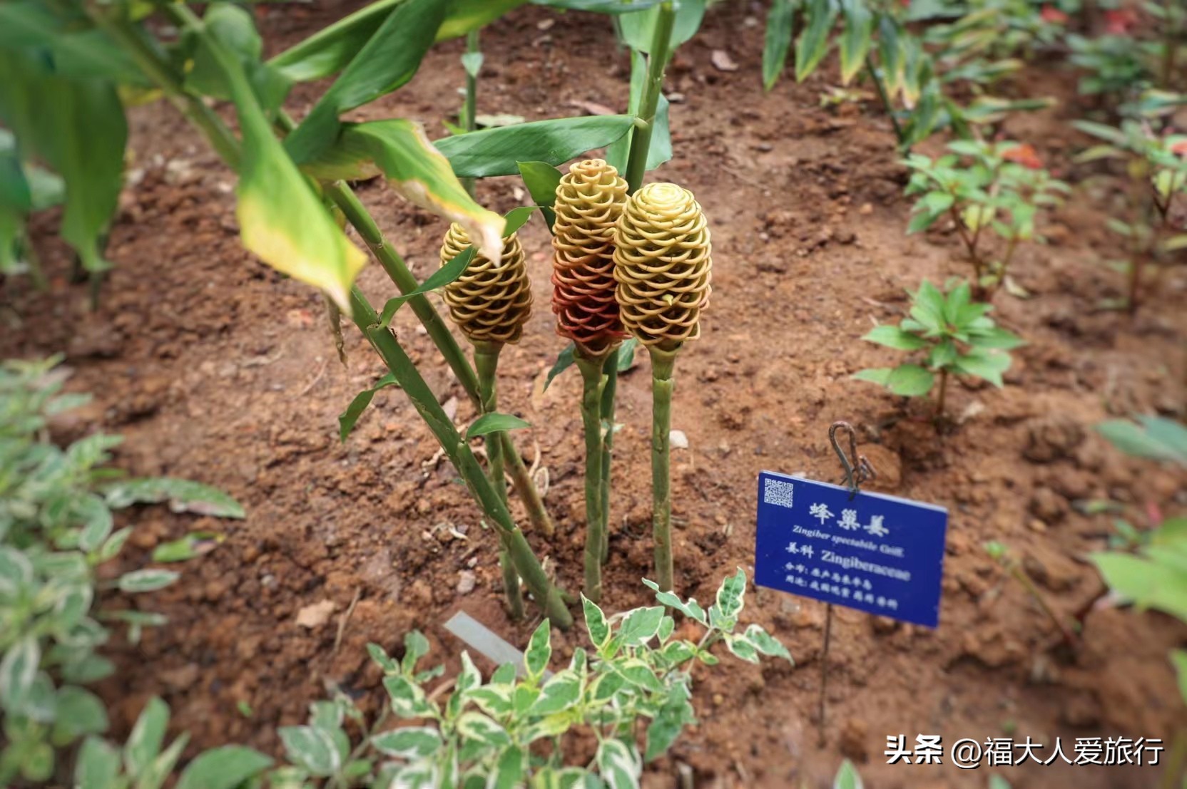 云南西双版纳热带植物园官网,西双版纳植物园全面讲解