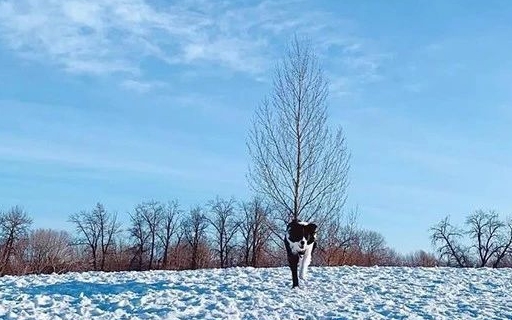 我们家边牧好蠢怎么办,为什么我的边牧感觉很蠢