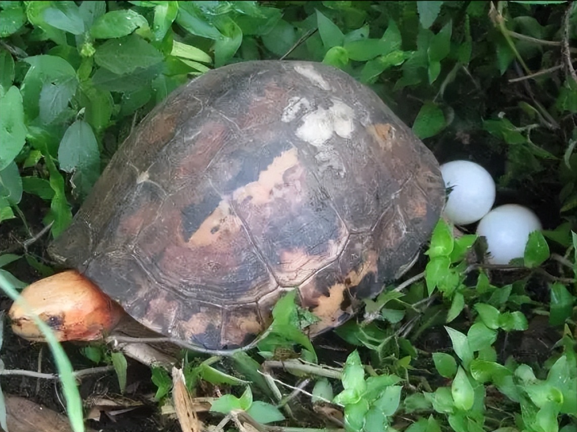 黄缘盒龟的人工饲养方法,黄额盒龟几级保护动物