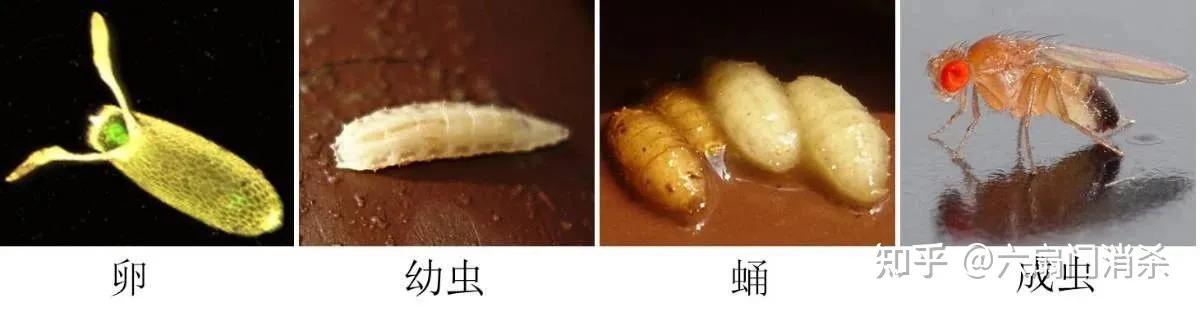 夏天果蝇从哪儿来,天气变暖好多果蝇