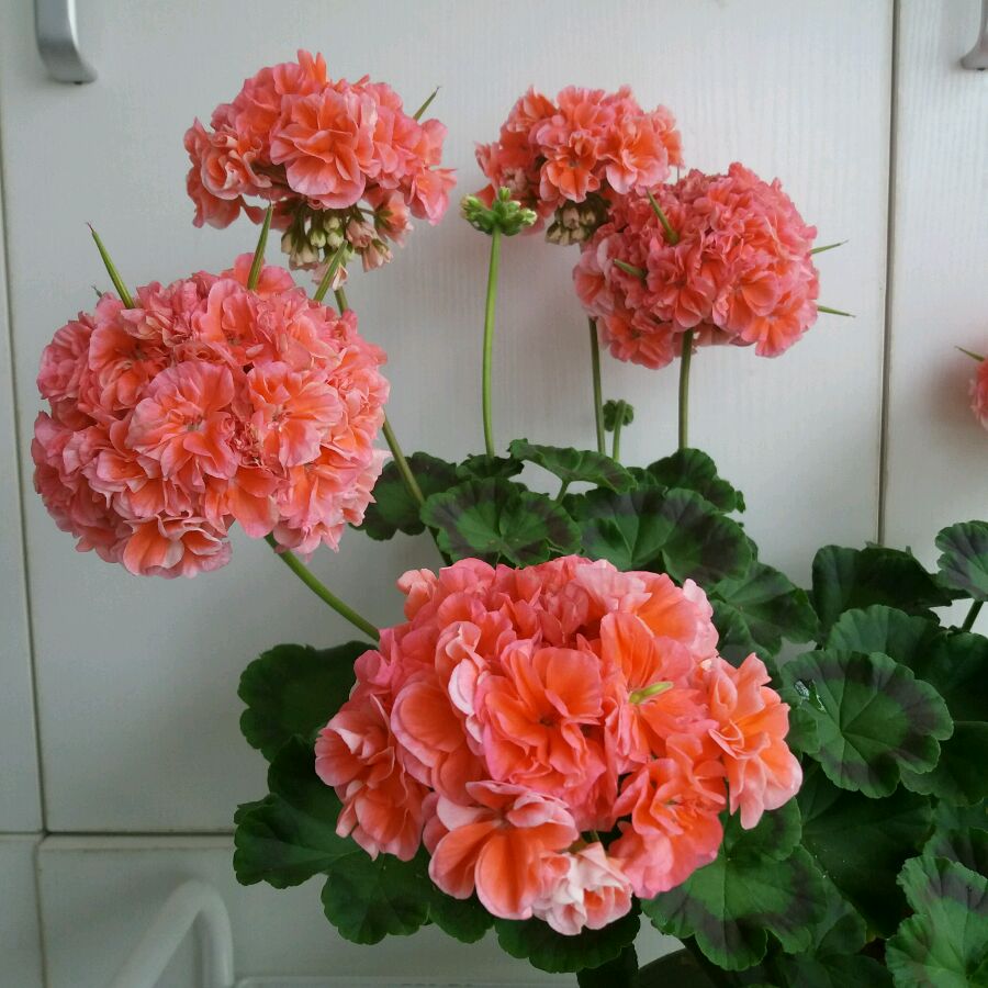 富贵花开什么花最好,花开富贵的花有几种