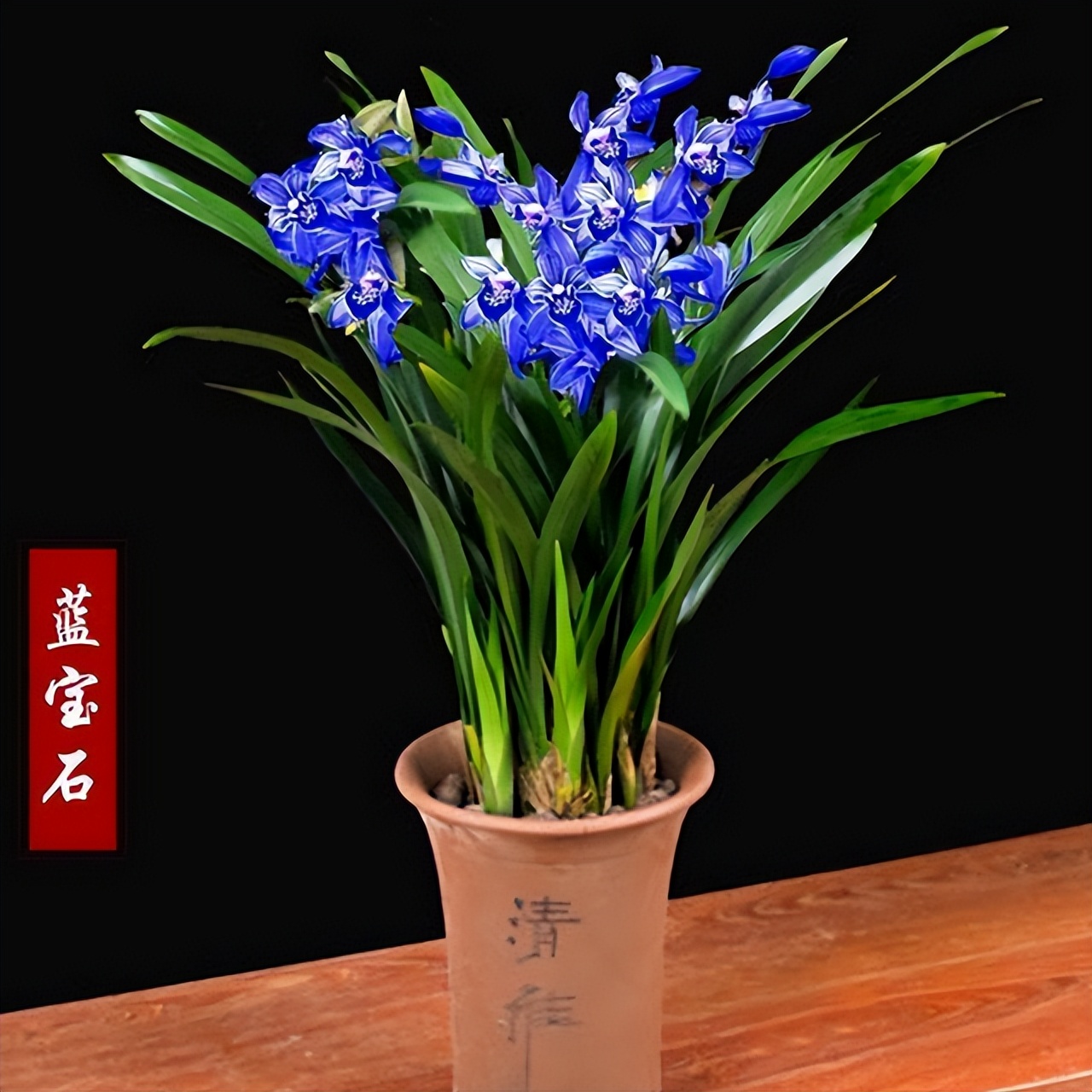 特别神秘的兰花花色罕见香味持久,此兰