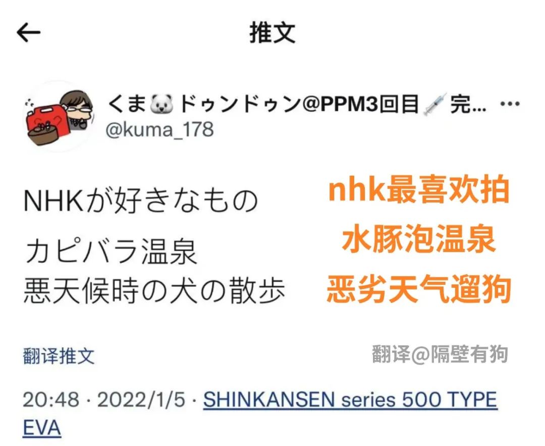 千万别养两只柴犬,千万不要养的狗子