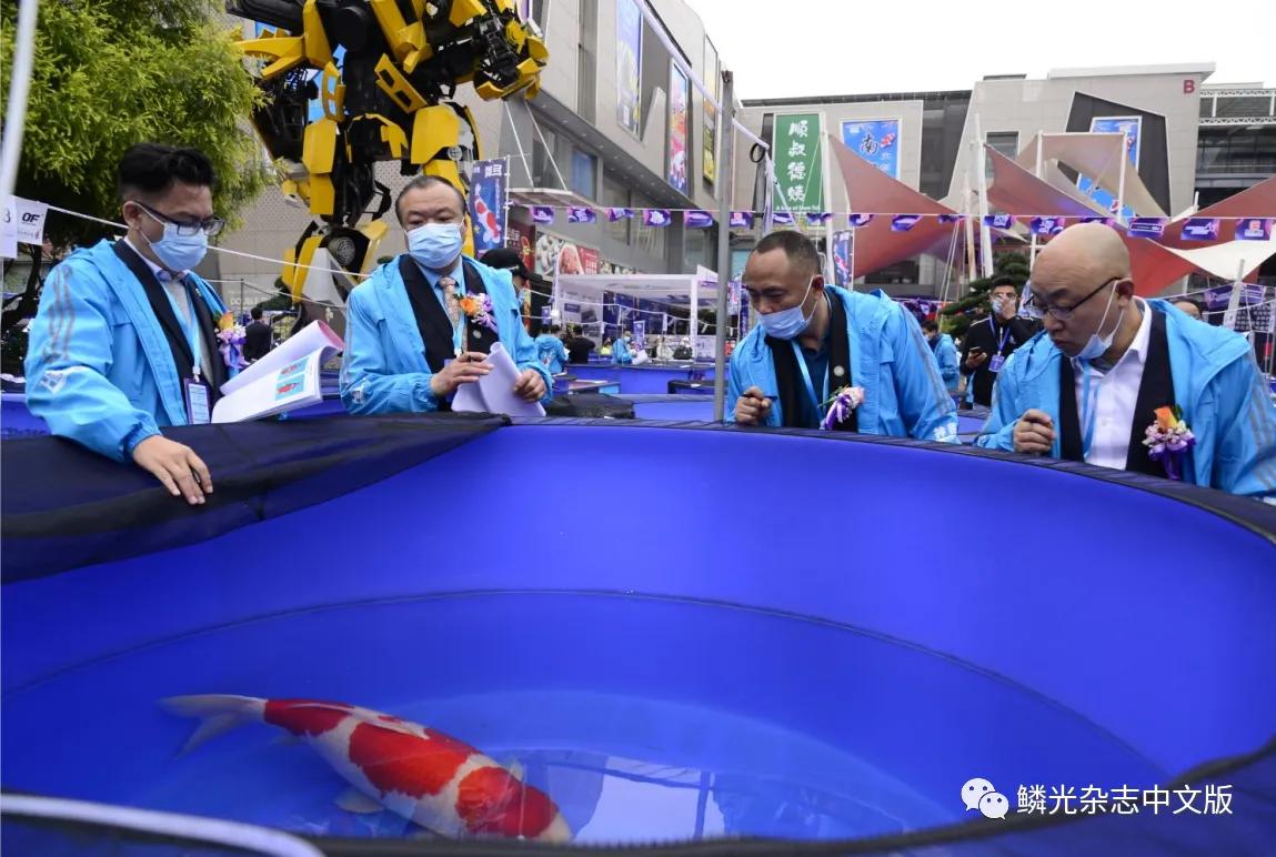 日本进口锦鲤和国产锦鲤区别,日本锦鲤品种及价格表