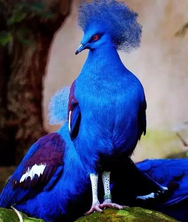 最美罕见的小鸟,全世界最罕见的小鸟