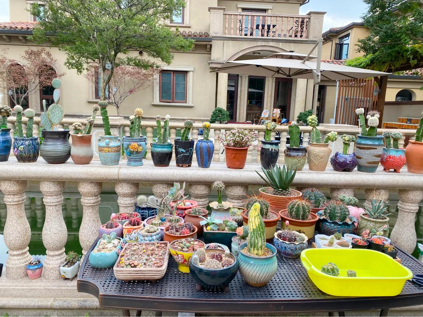 仙人球,仙人球花图片