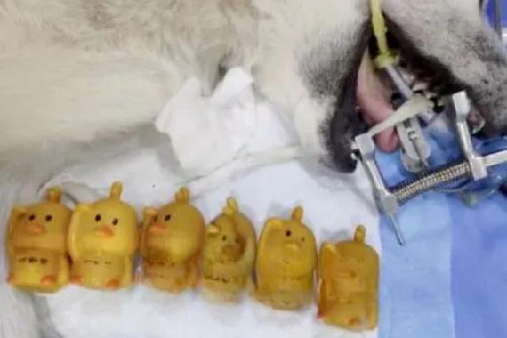 一晚上连炫16颗生鸡蛋，偷吃柯基秒变粑粑喷射“基”