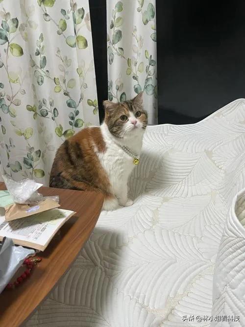 男子用小刀割断猫咪尾巴被抓了吗,男子割断猫咪尾巴后续