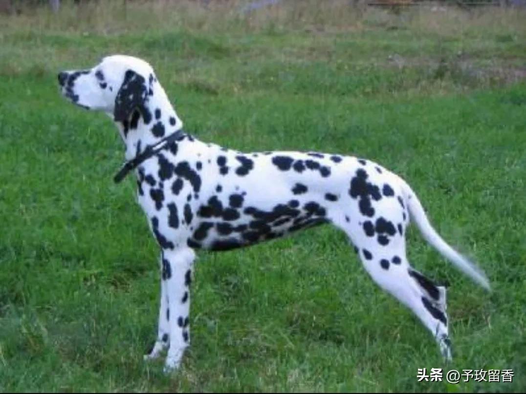 狗的种类常见宠物狗的品种及特点,宠物狗种类及特点