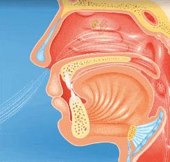 鱼鳃是什么原理呼吸的,鱼鳃呼吸