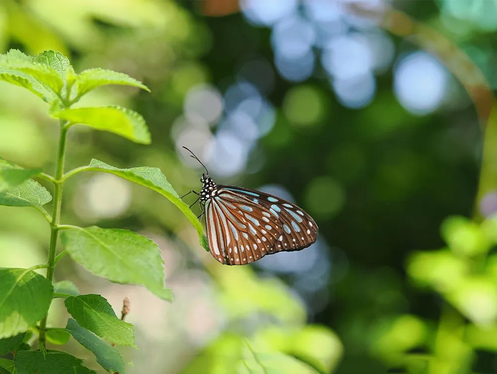 微距微观世界摄影作品,微距拍摄最佳作品