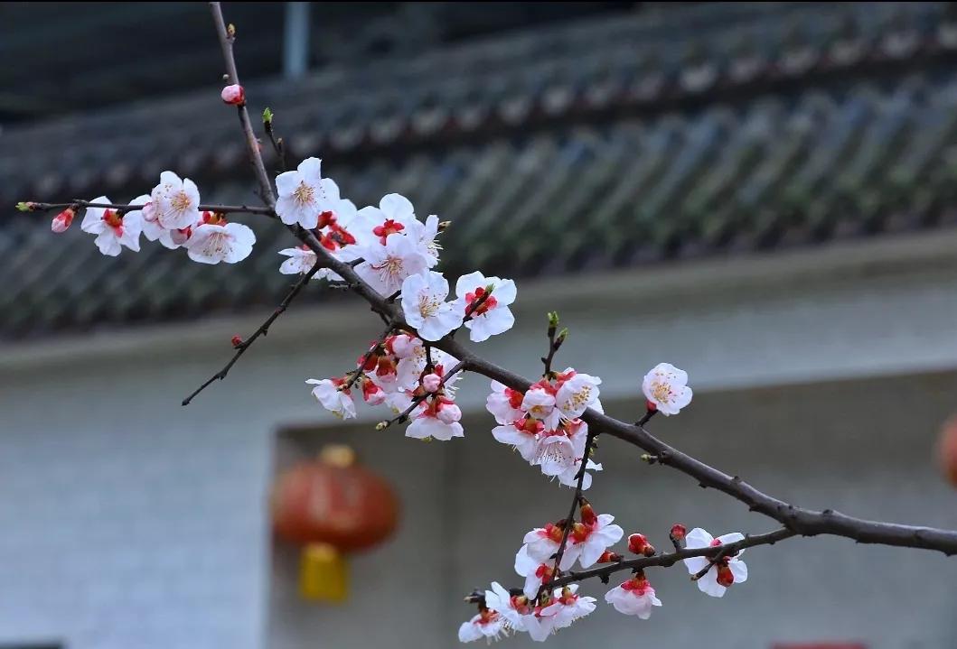 杏花古诗词经典唯美名句,七首杏花诗词惊艳了整个春天