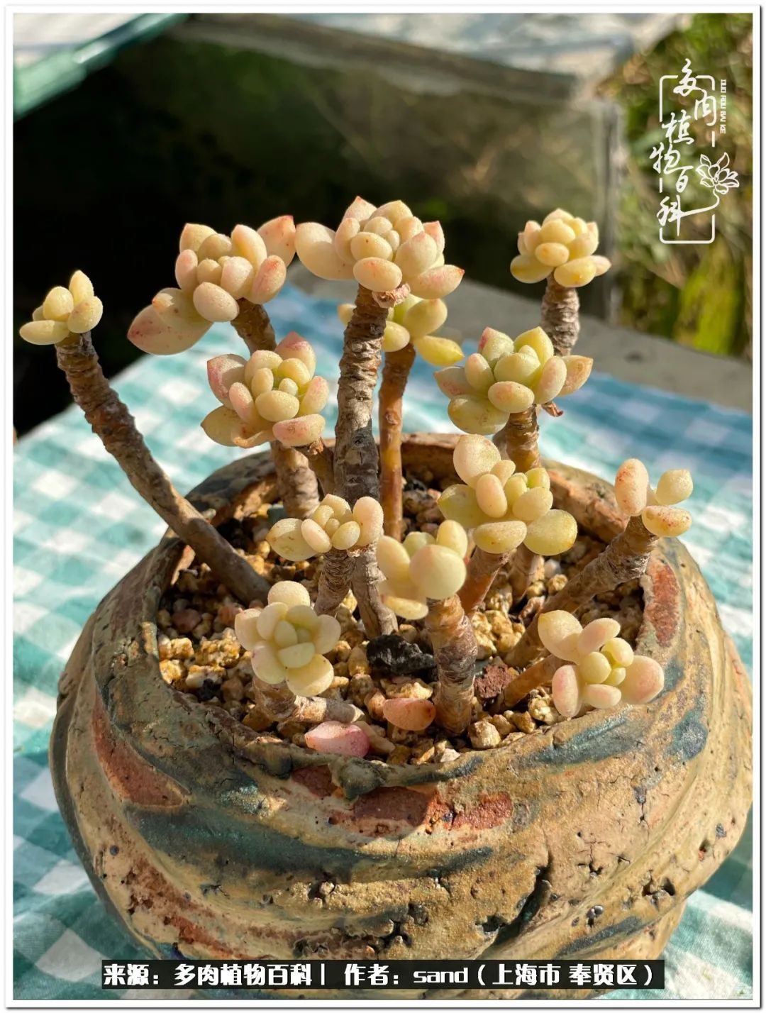 养点花草给生活添点乐趣,养点花花草草心情自然会好