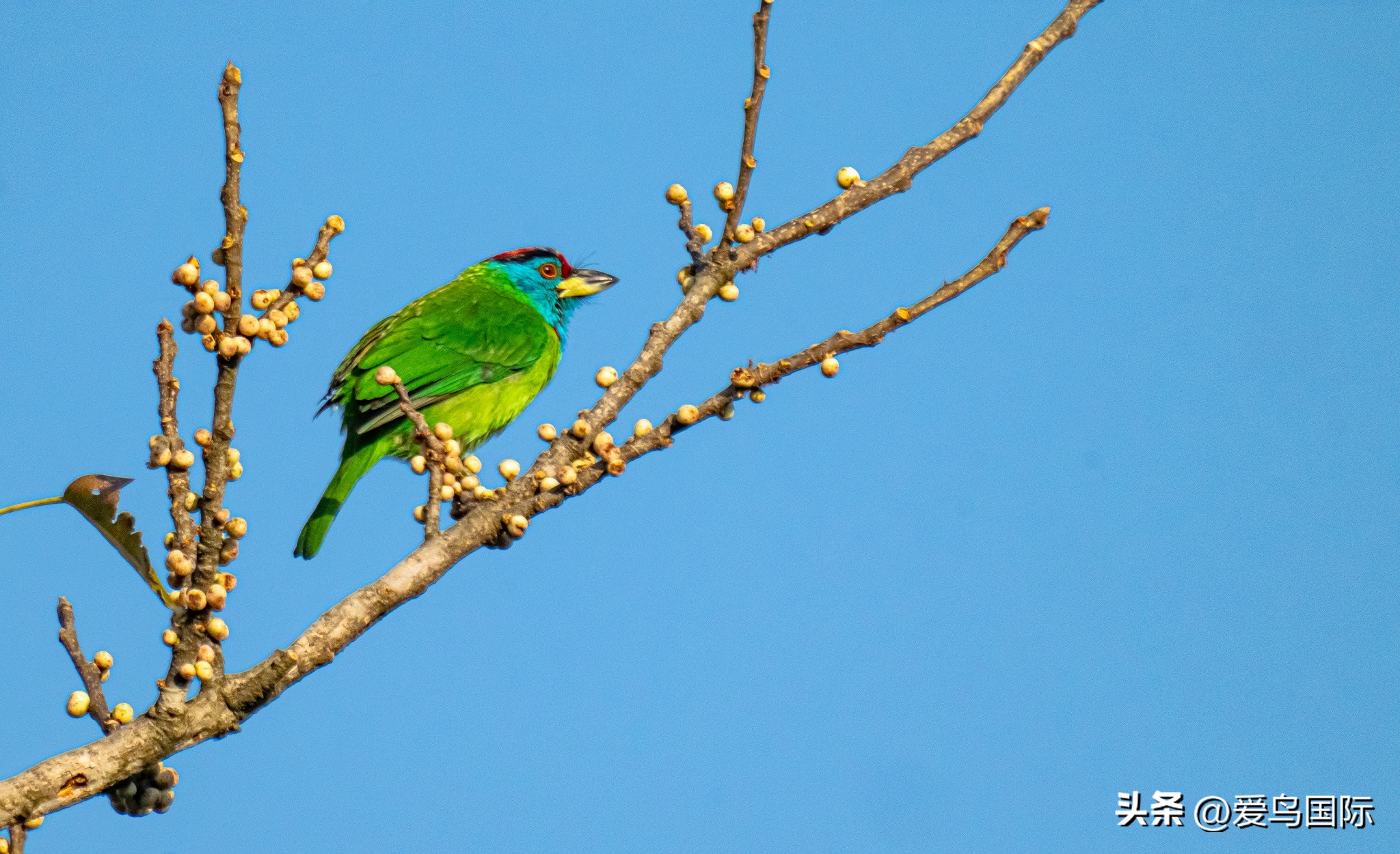 Alpha 1鸟种“加新”之旅 索尼云南拍鸟活动手记