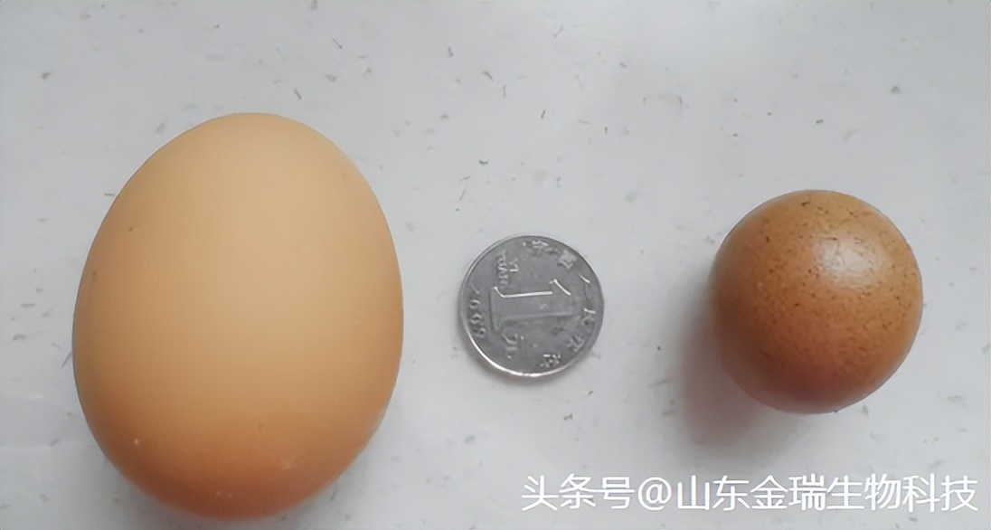 鸡下小蛋是什么原因,蛋鸡为什么下蛋小