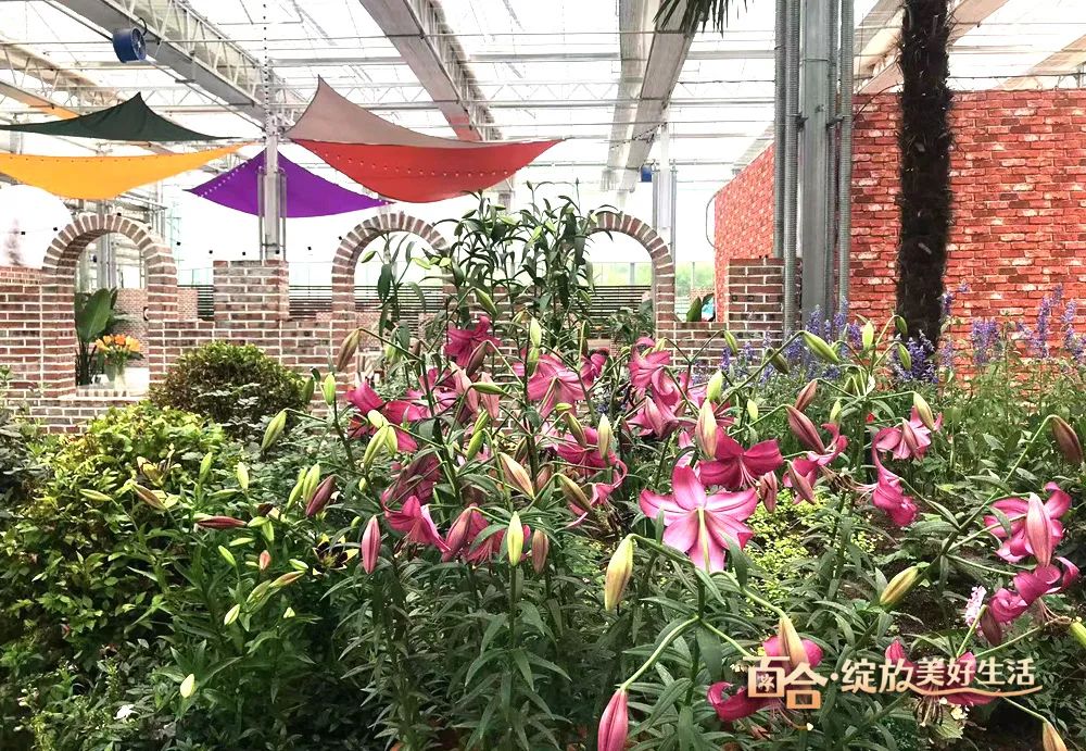 最美邂逅：百合博览园里美不胜收的名贵之花